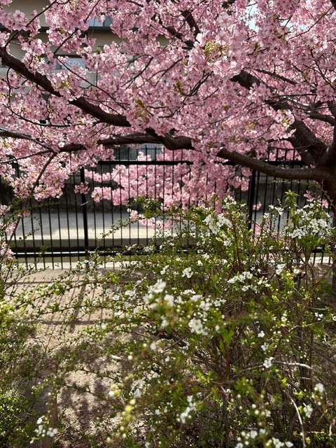 ユキヤナギと桜