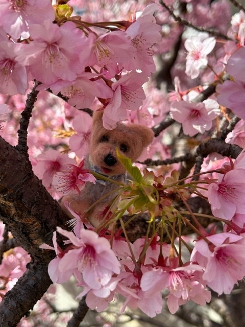 ちびゴンと桜