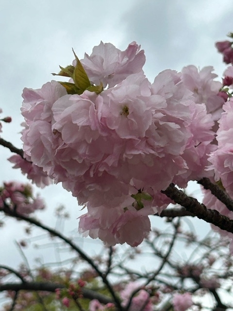桜２４