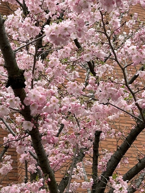 桜３０