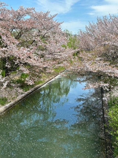 橋から桜
