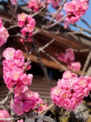 北野天満宮の梅の花2402