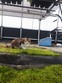 【写真】草取り作業中の育苗ハウスに遊びにきた子ネコのキンちゃん
