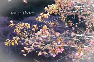 2024年2月ときがわ町農村公園河津桜咲き出し